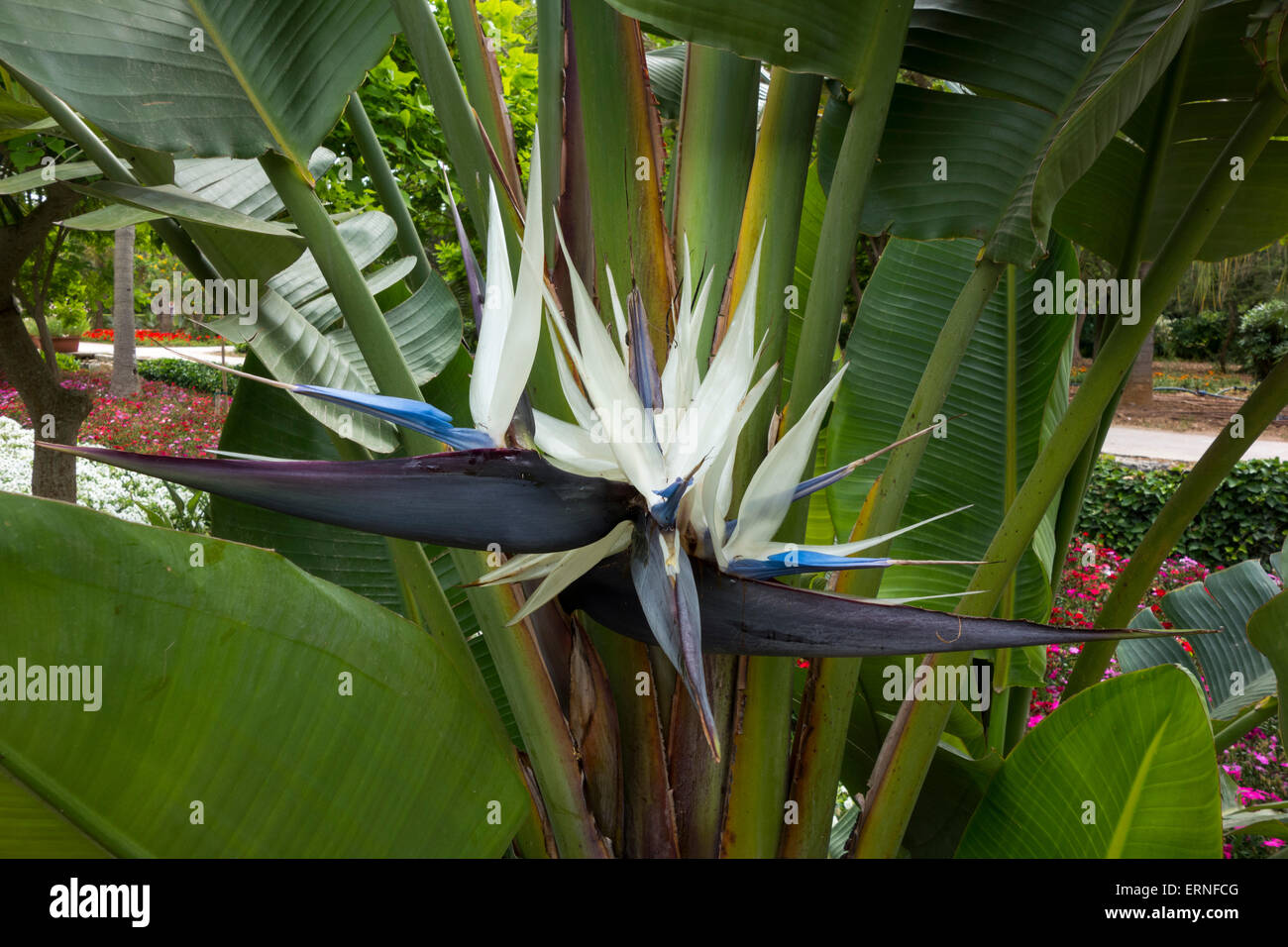 Close up of a Giant White Bird of Paradise flower, Strelitzia Nicolai, taken in Malta. Stock Photo