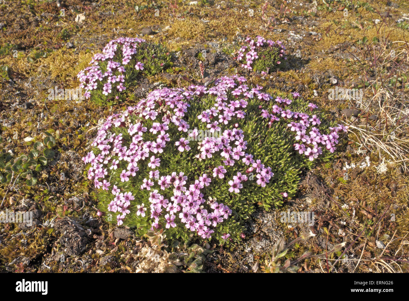 Purple saxifrage (Saxifraga oppositifolia), beneath Alkhornet, above Trygghamna, Isfjorden, Spitzbergen, Svalbard. Stock Photo