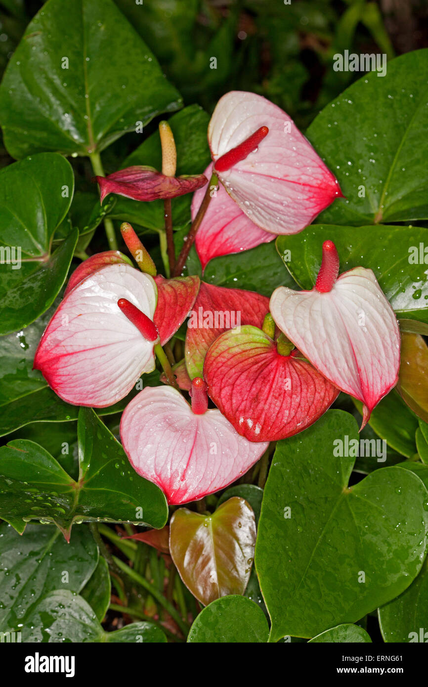 anthurium veitchii Anthurium veitchii narrow XL main image 0