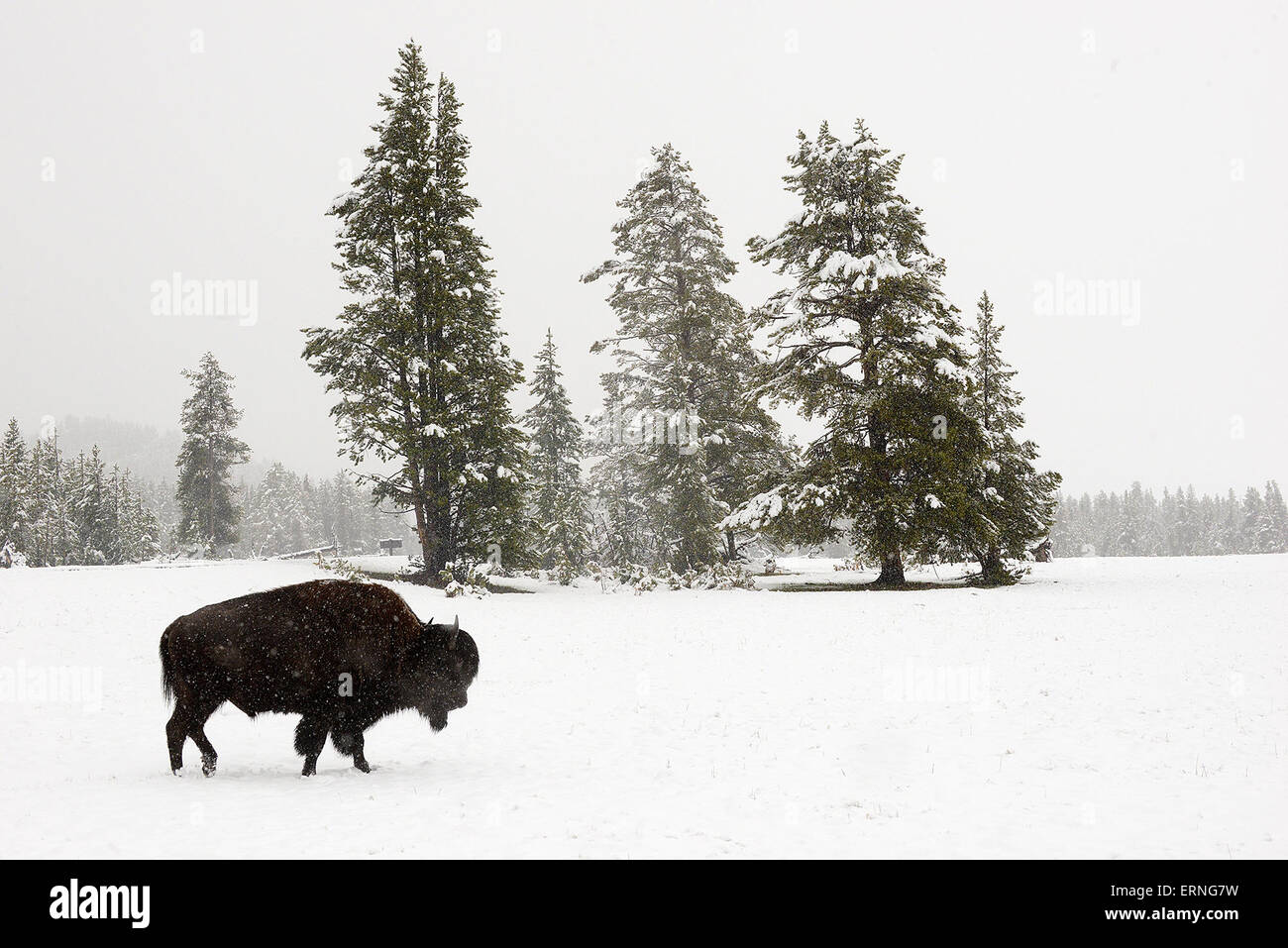 Wy, Usa. 16th May, 2015. A BISON WALKS IN THE SNOW IN YELLOWSTONE ...