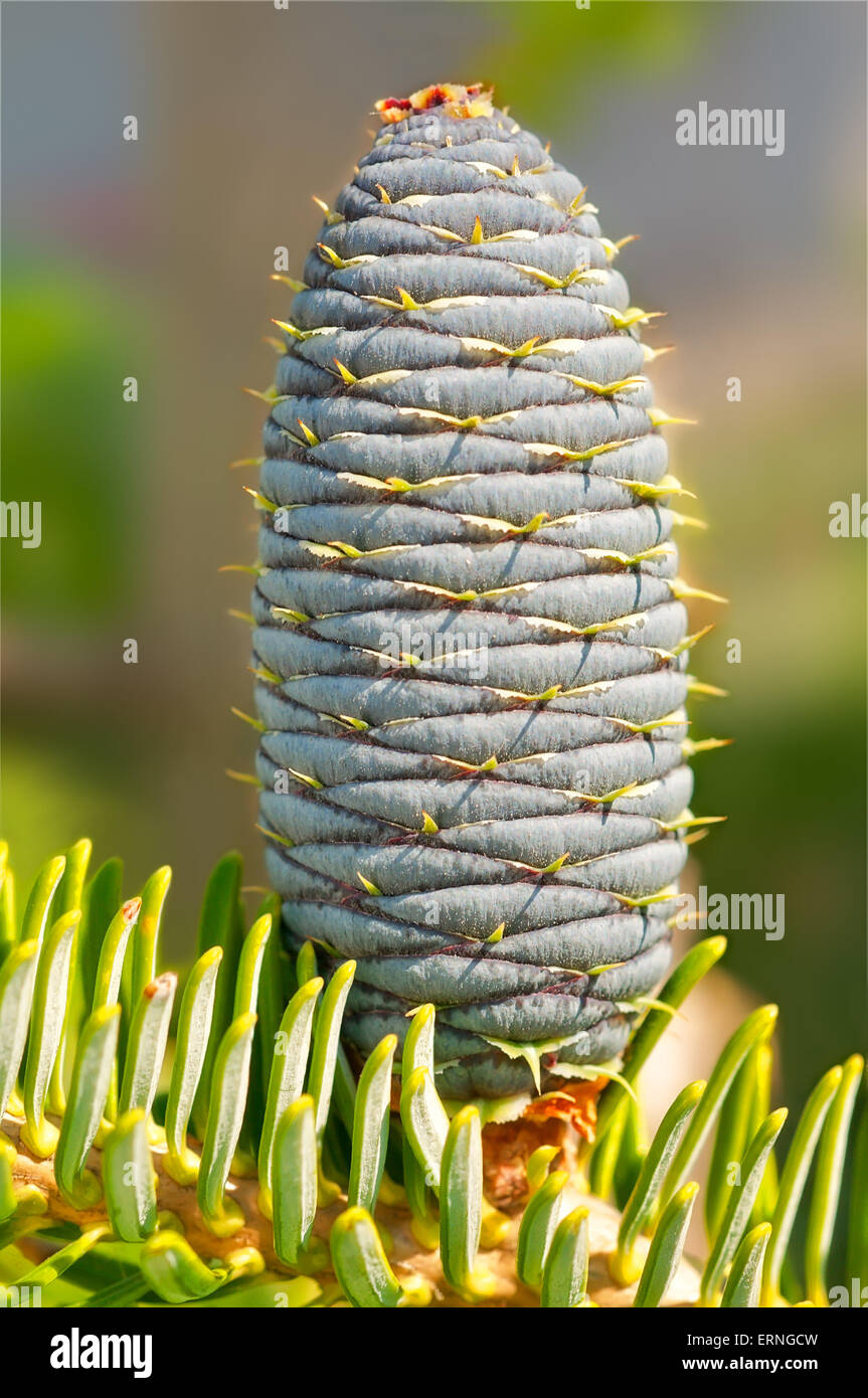 Young fir-cone on blurred natural background. Close-up Stock Photo
