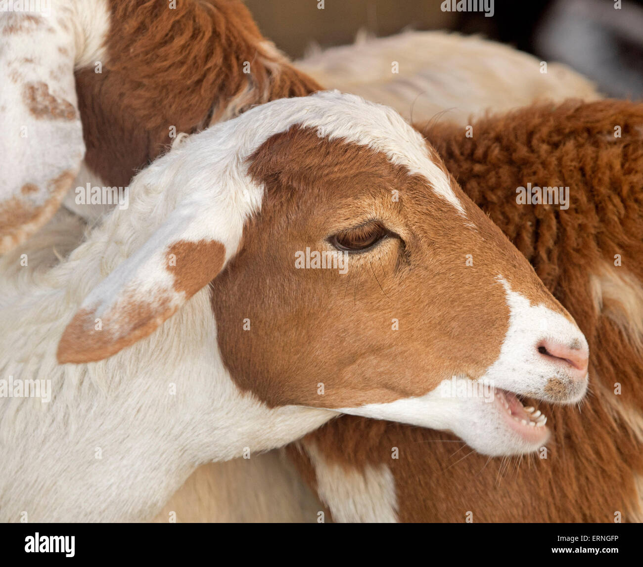 Goat Face Stock Photos & Goat Face Stock Images - Alamy