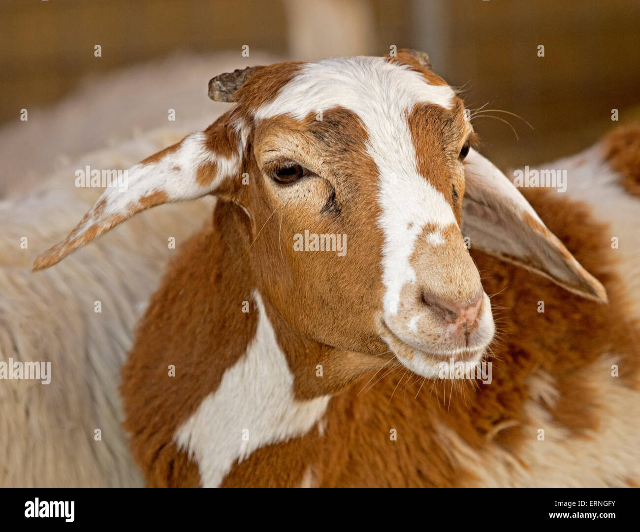 Close-up of face of young brown and white goat kid with long ears on farm in Australia Stock Photo