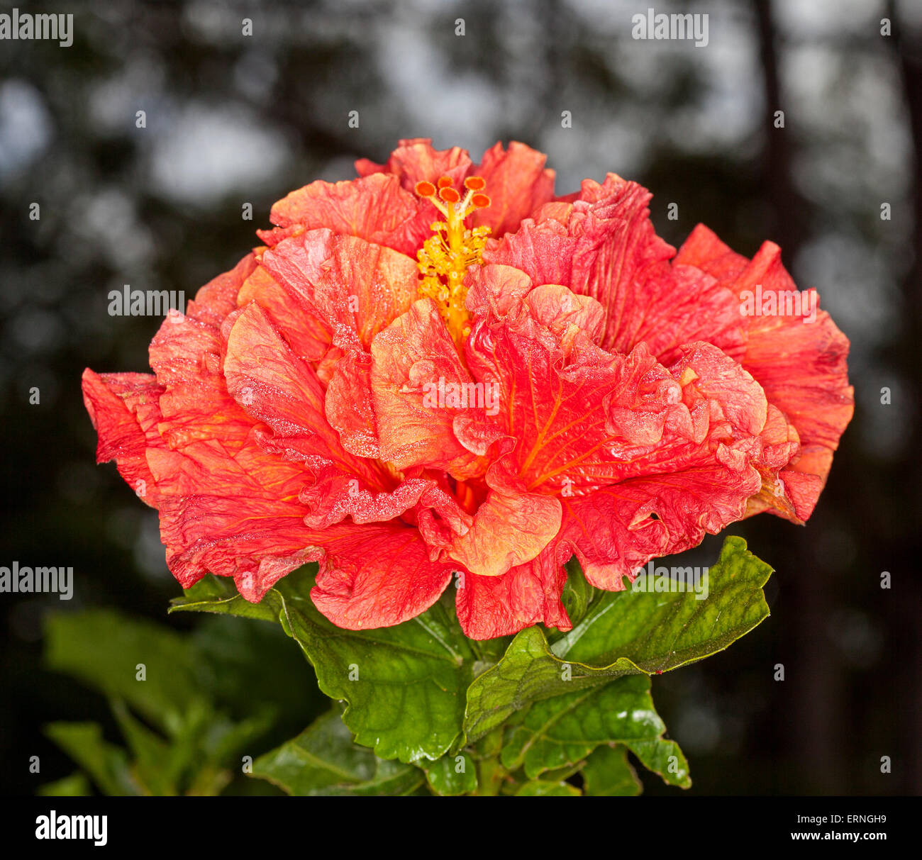 Large vivid orange / red double flower of hibiscus, Hawaiian hybrid Rainbow Fire with emerald green leaves on dark background Stock Photo