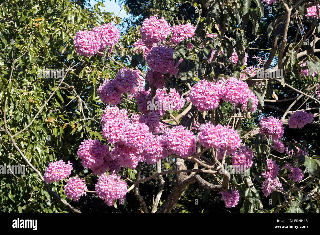 Large clusters of bright pink flowers of Tabebuia impetiginosa, pink trumpet tree, against dark green foliage in Australia Stock Photo