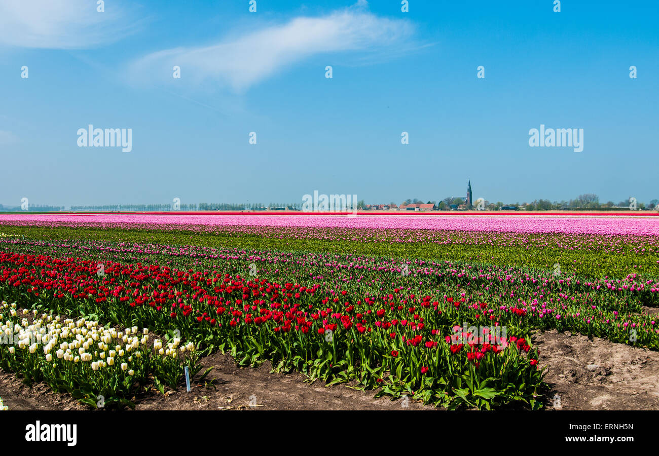 Flower Fields in Holland during Spring Time Stock Photo - Alamy