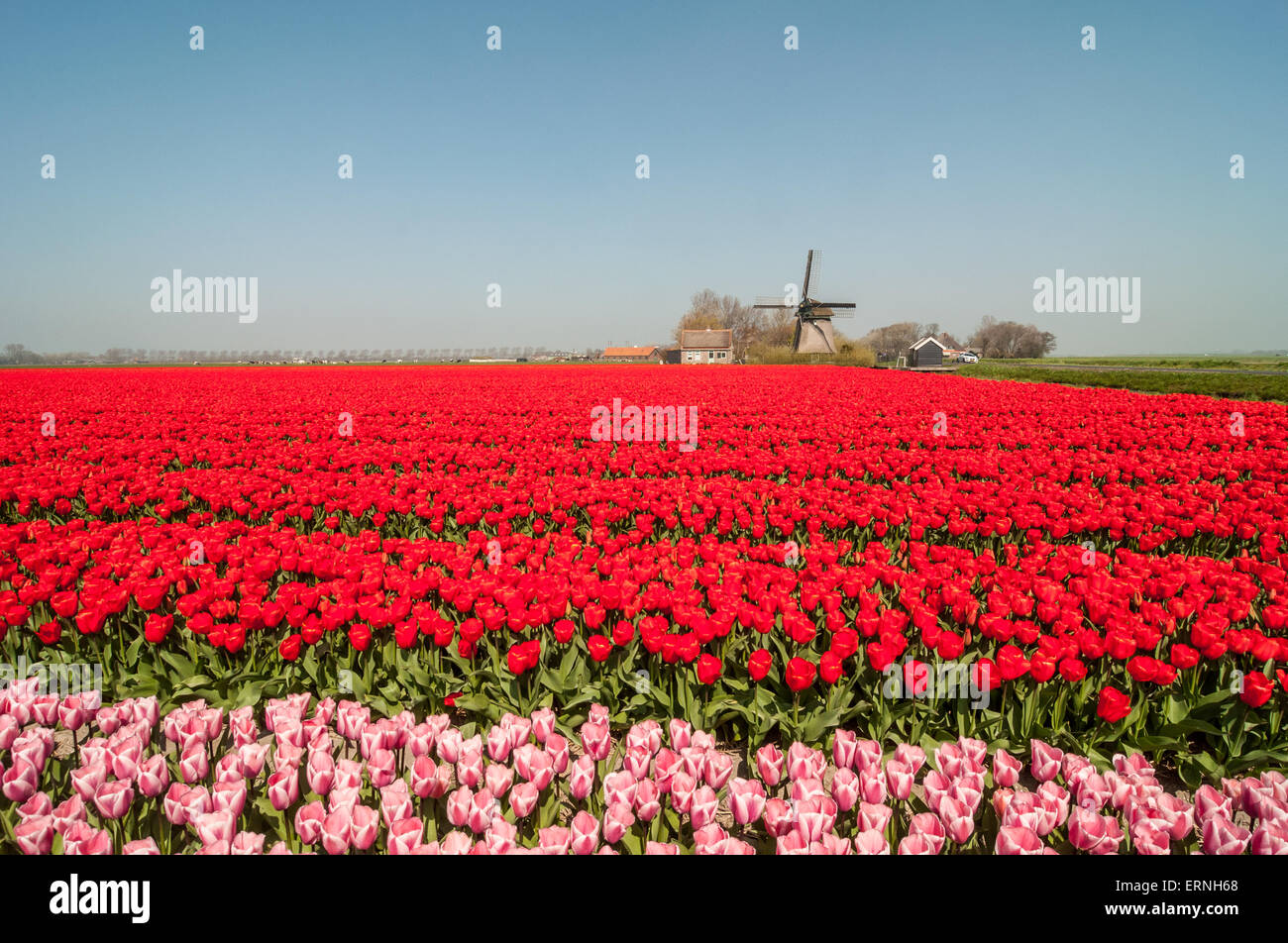 Flower Fields in Holland during Spring Time Stock Photo - Alamy
