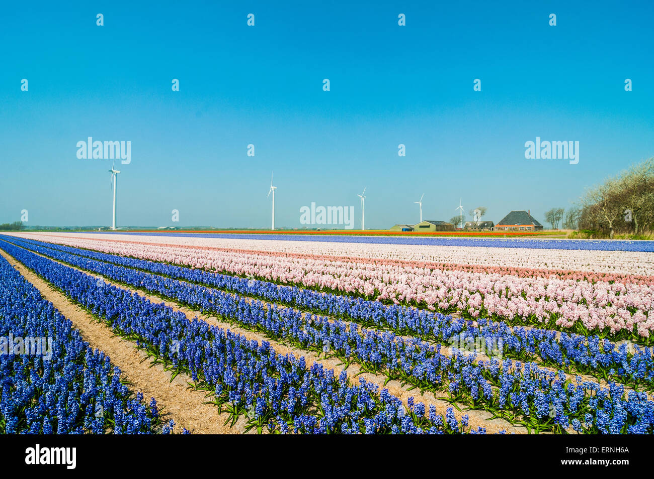Flower Fields in Holland during Spring Time Stock Photo - Alamy