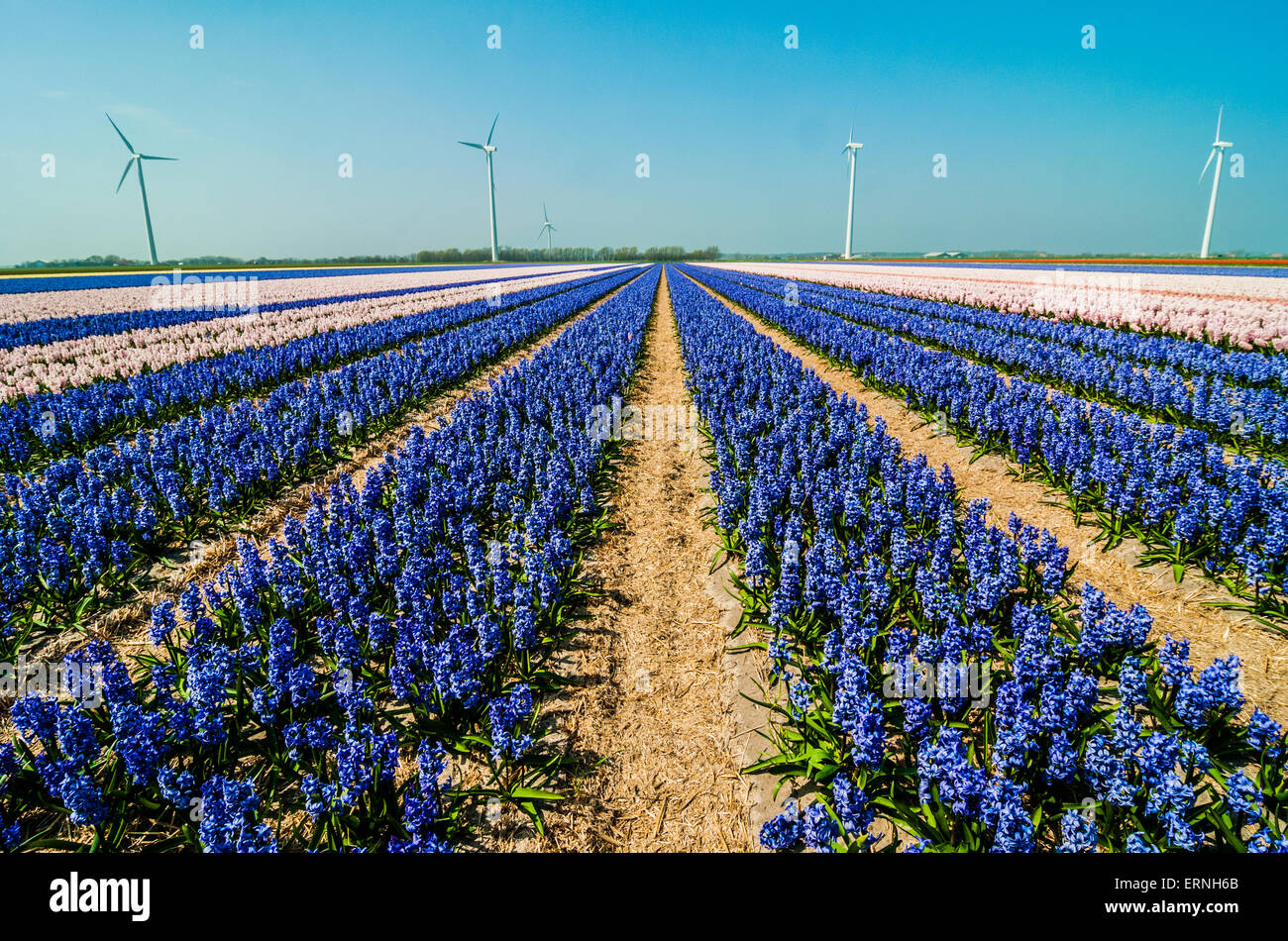 Flower Fields in Holland during Spring Time Stock Photo - Alamy