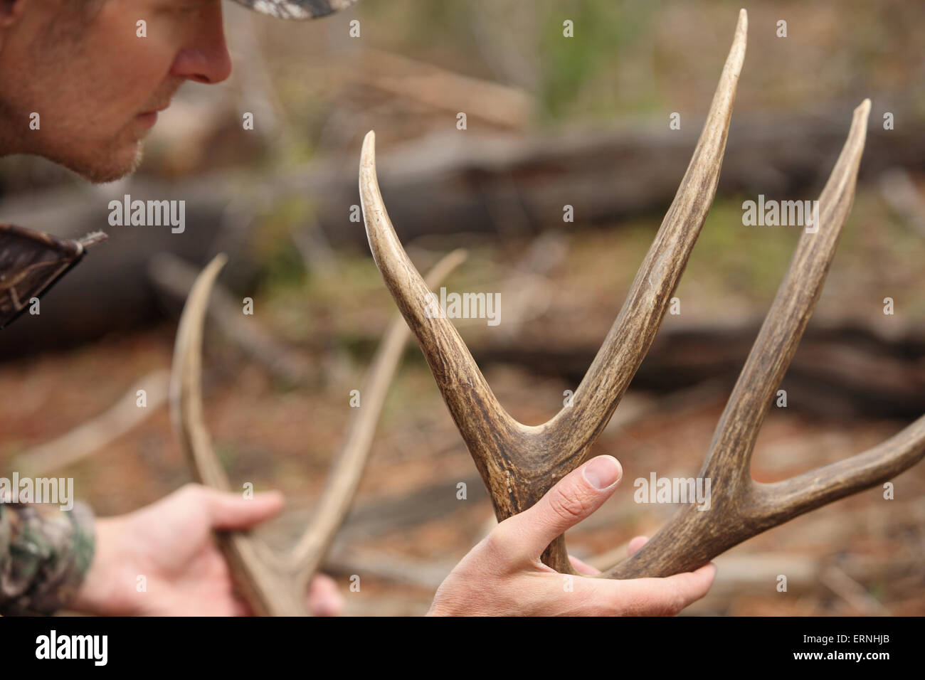 successful hunter inspecting harvested deer antlers close up Stock Photo