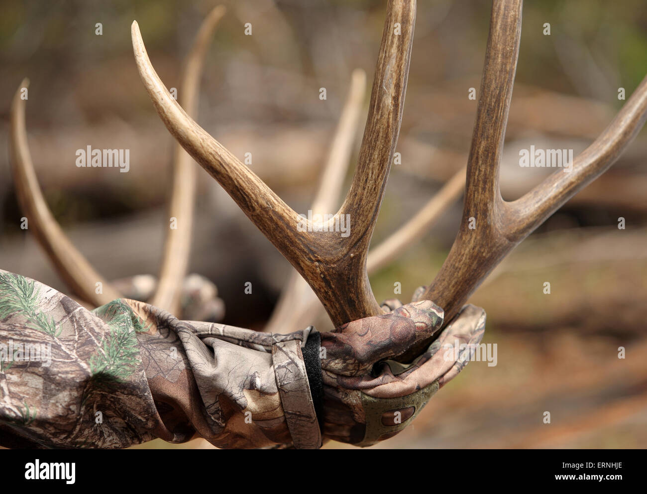 successful hunter holding harvested deer antlers close up Stock Photo