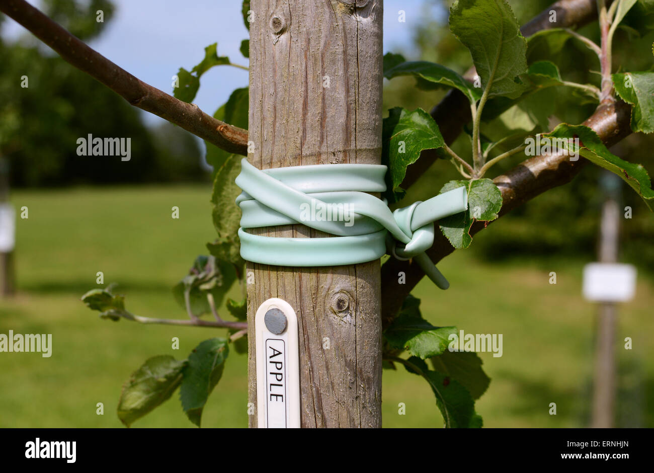 Detail of young apple tree tied and staked for support in an orchard Stock Photo