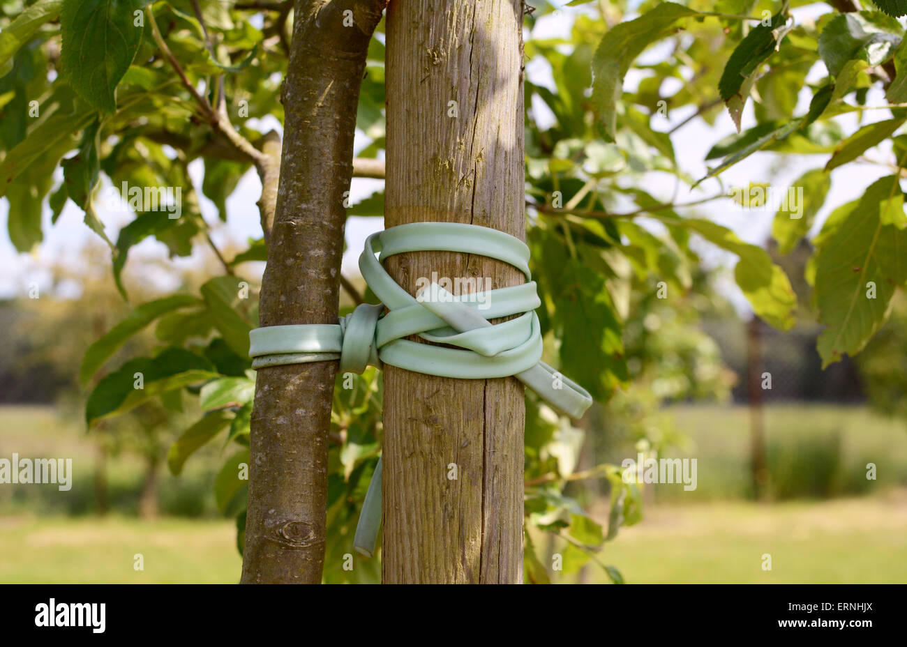 Young tree trunk tied and staked for support Stock Photo