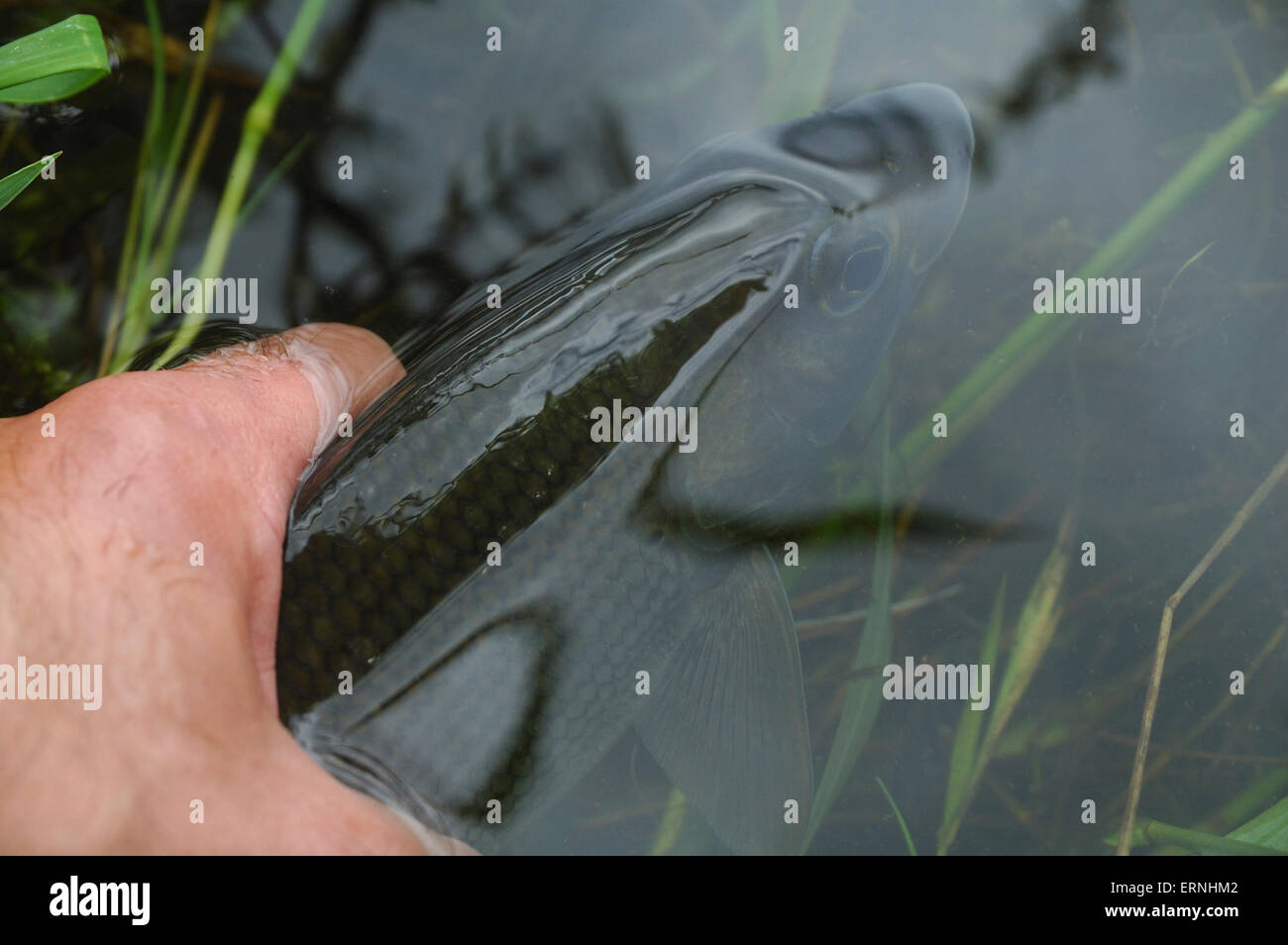 A man fly fishing on the River Avon in Wiltshire Stock Photo Alamy