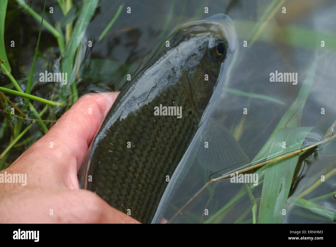 A man fly fishing on the River Avon in Wiltshire Stock Photo Alamy