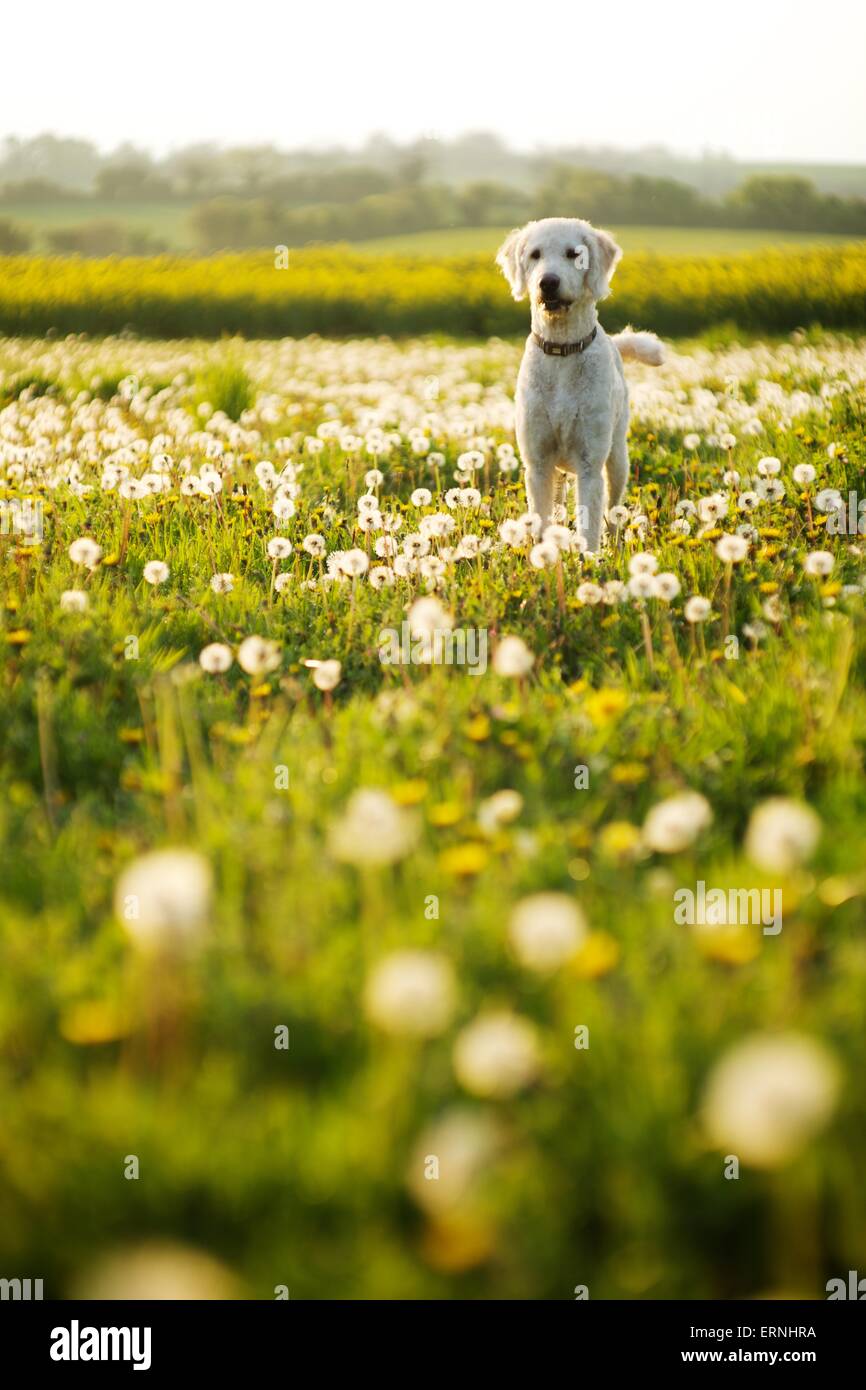 Labradoodle pet dog in a sunny field of dandelions Stock Photo