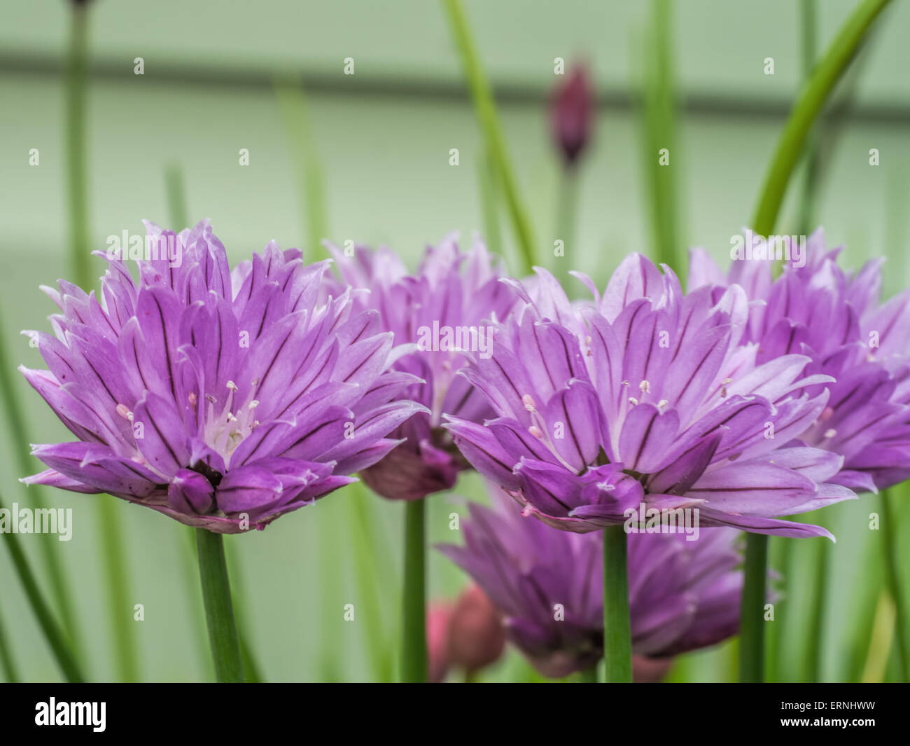 Chive flowers Stock Photo