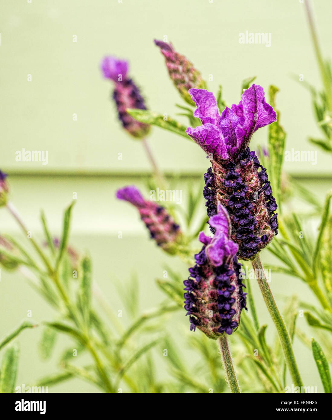 French Lavender close up Stock Photo