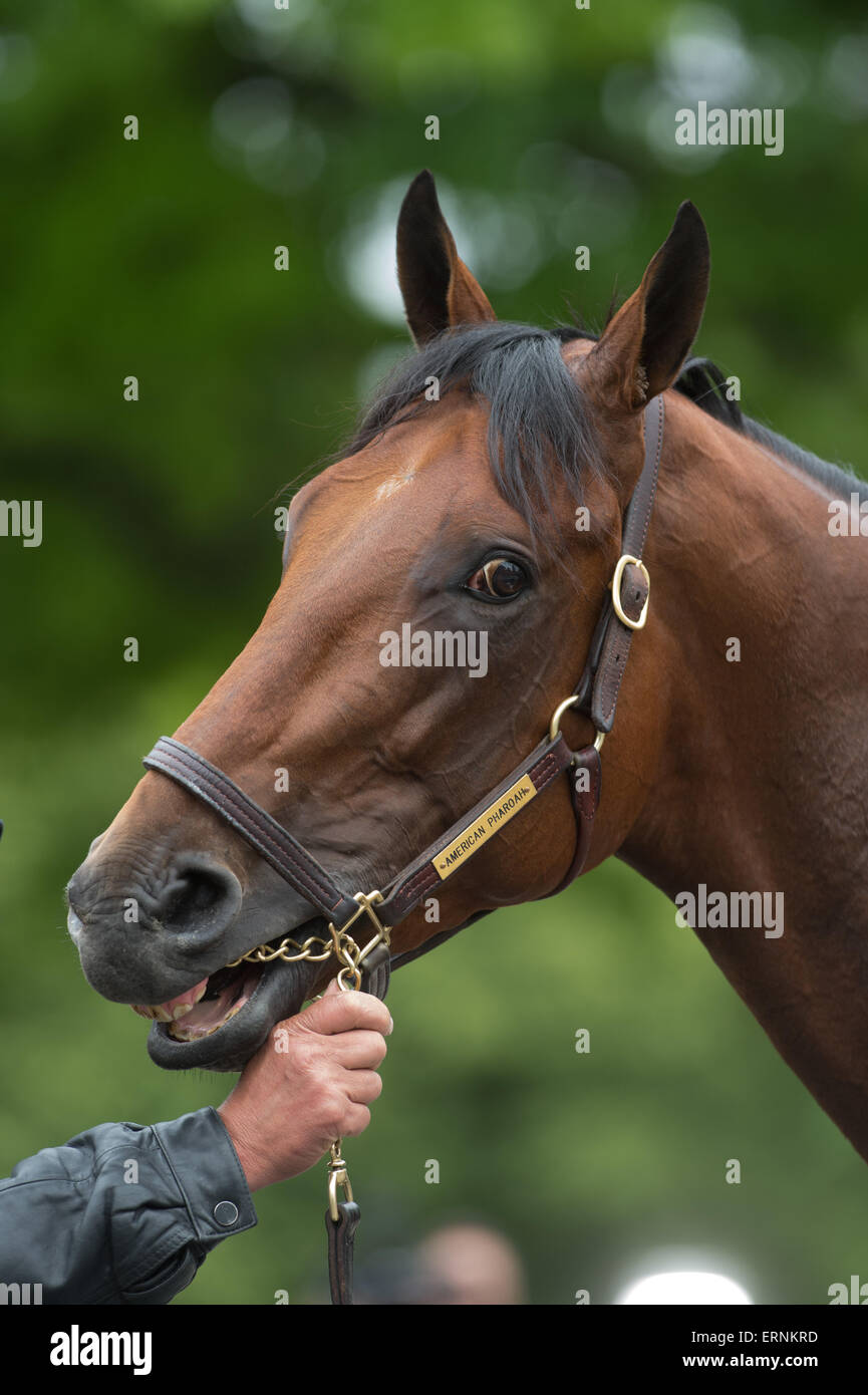 Elmont, New York, USA. 5th June, 2015. 2015 Belmont Stakes contender AMERICAN PHAROAH, trained