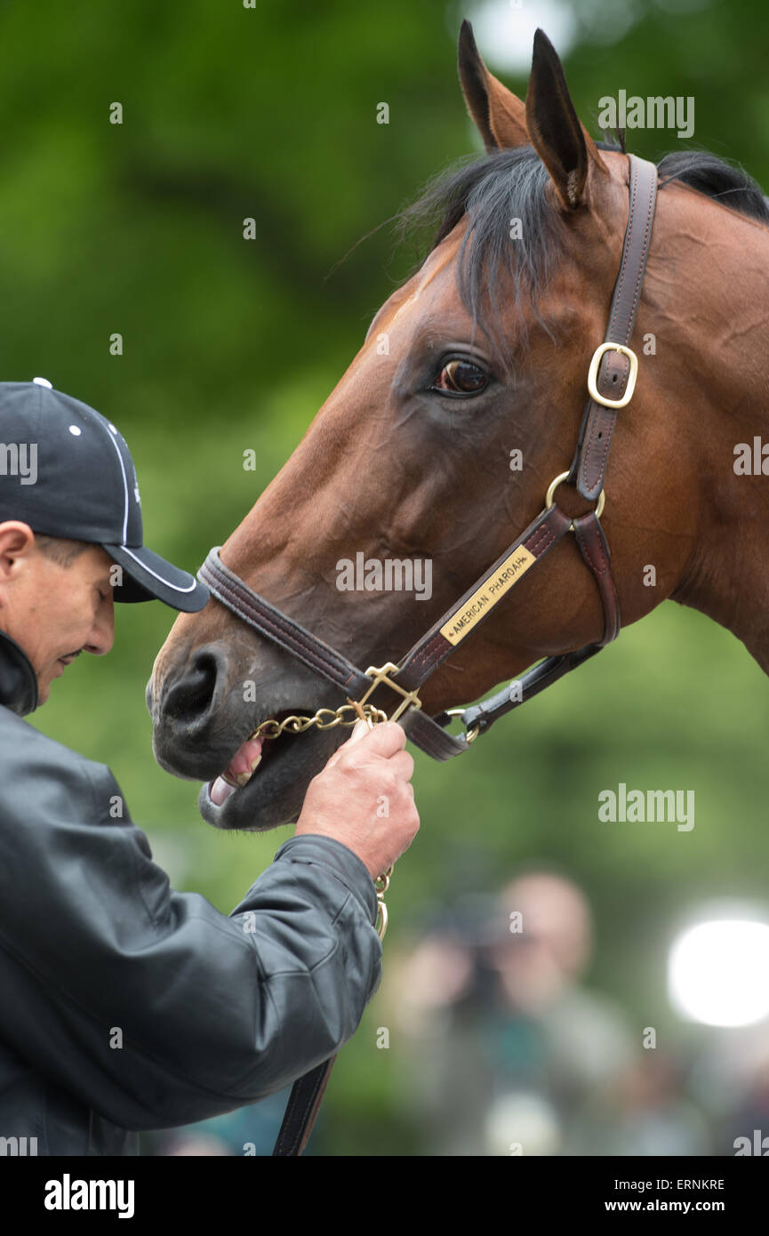 Elmont, New York, USA. 5th June, 2015. 2015 Belmont Stakes contender AMERICAN PHAROAH, trained