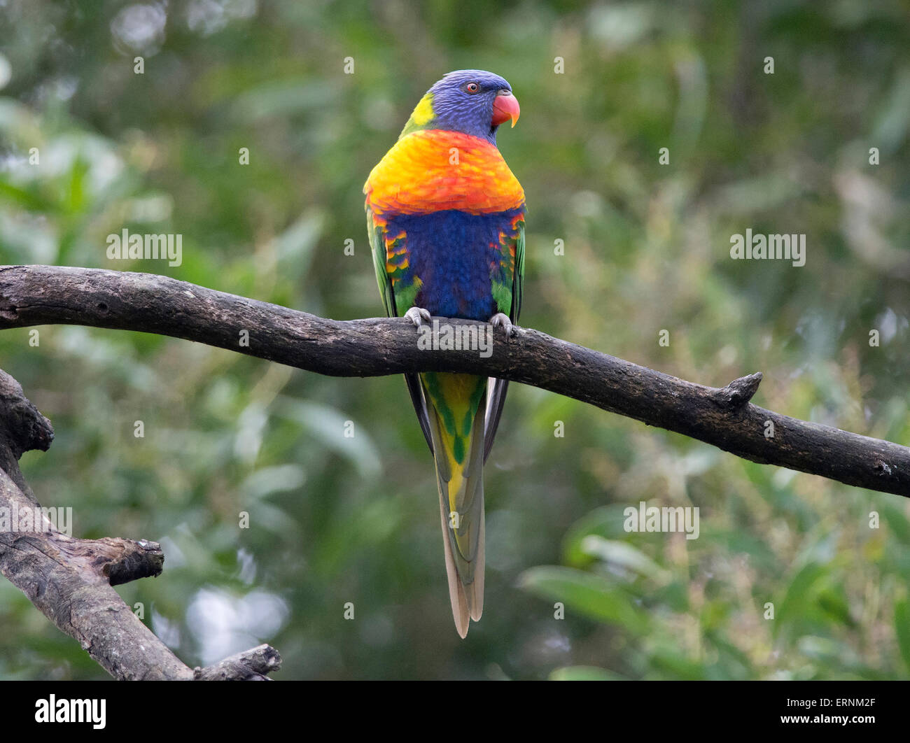 Lorrikeet hi-res stock photography and images - Alamy