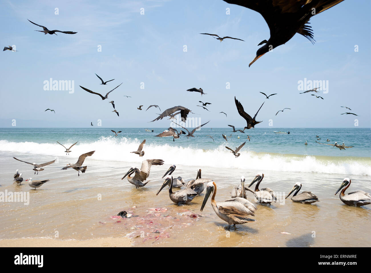 Birds feeding on the beach. Stock Photo