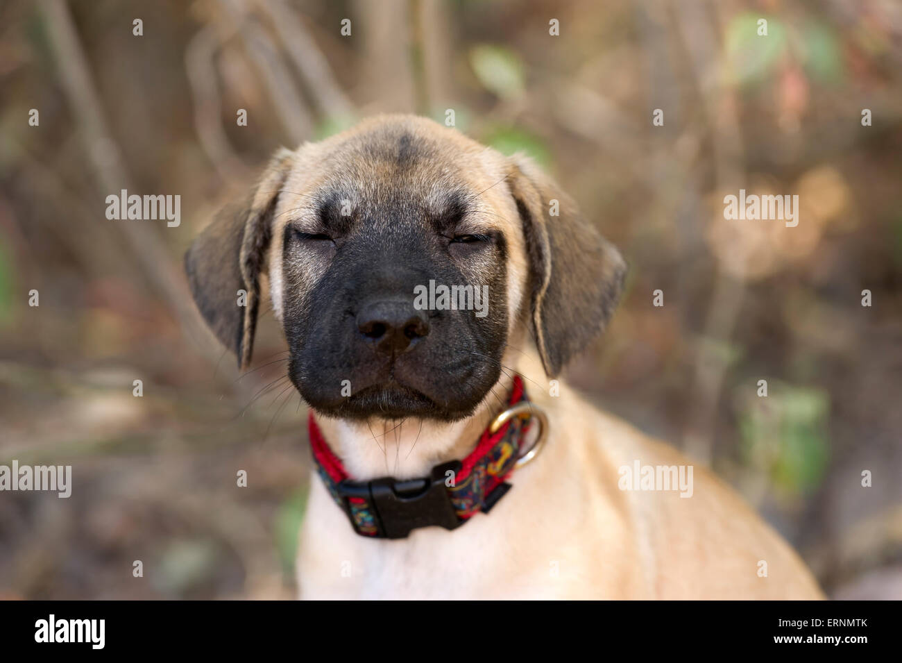 Funny puppy has his eyes half closed outdoors. Stock Photo
