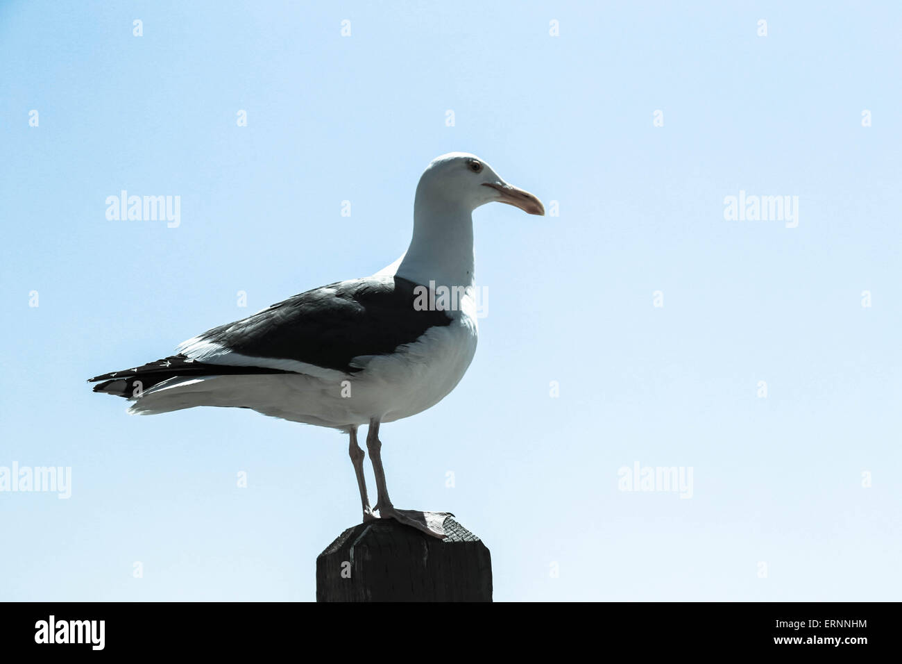 Seabird perched hi-res stock photography and images - Alamy