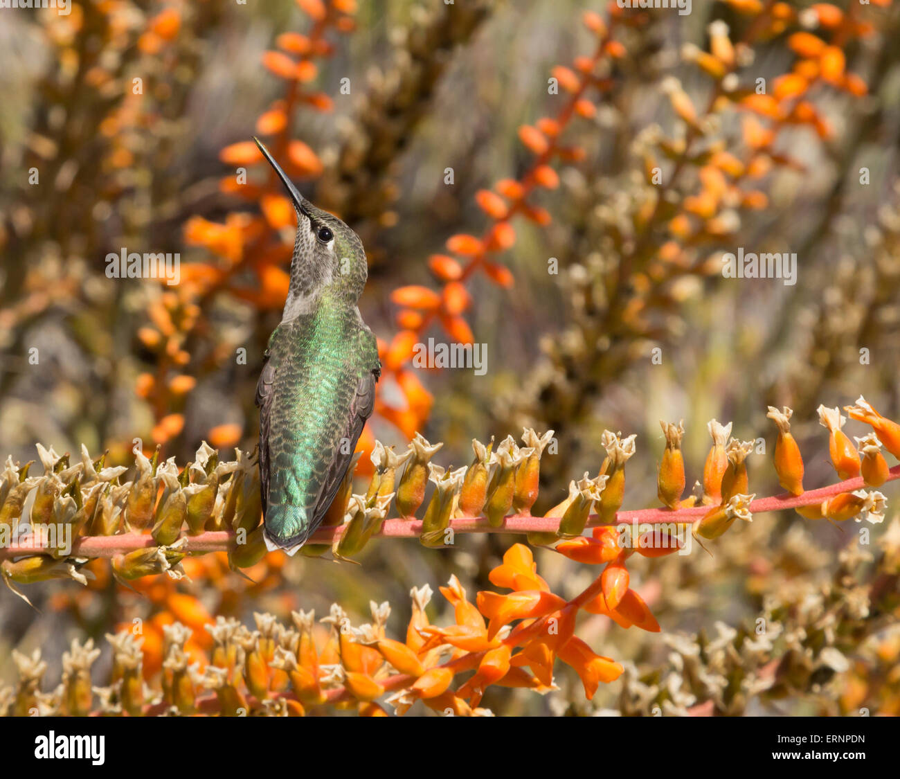Anna’s Hummingbird, Calypte anna, sitting in the desert garden with orange flowers Stock Photo