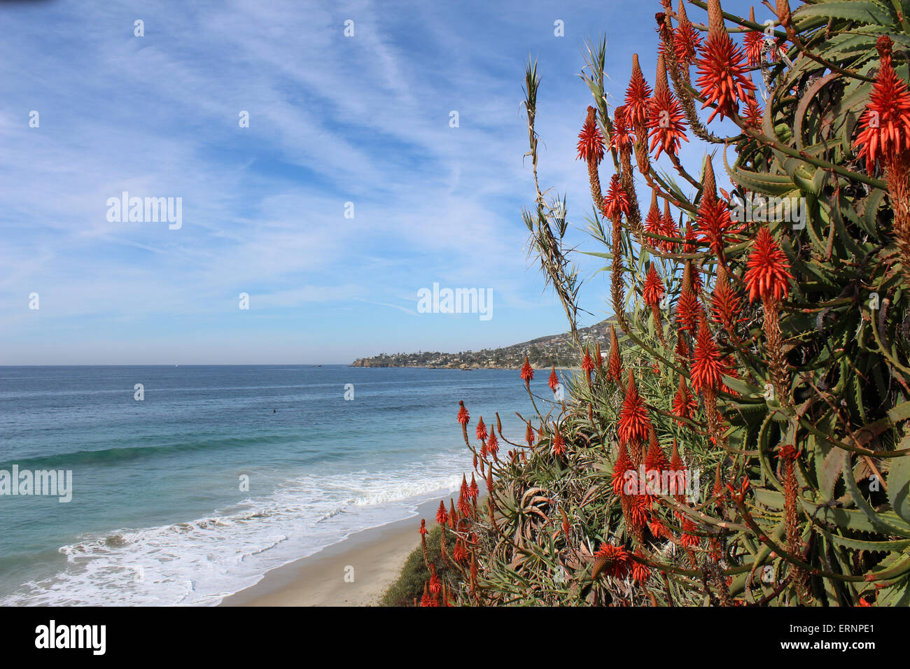 Heisler Park, Laguna Beach, California, steps with red hot poker plants (Kniphofia uvaria), spring Stock Photo