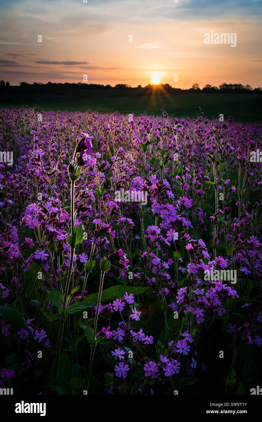 Red Campion is illuminated by the last rays of the afternoon sun Stock Photo