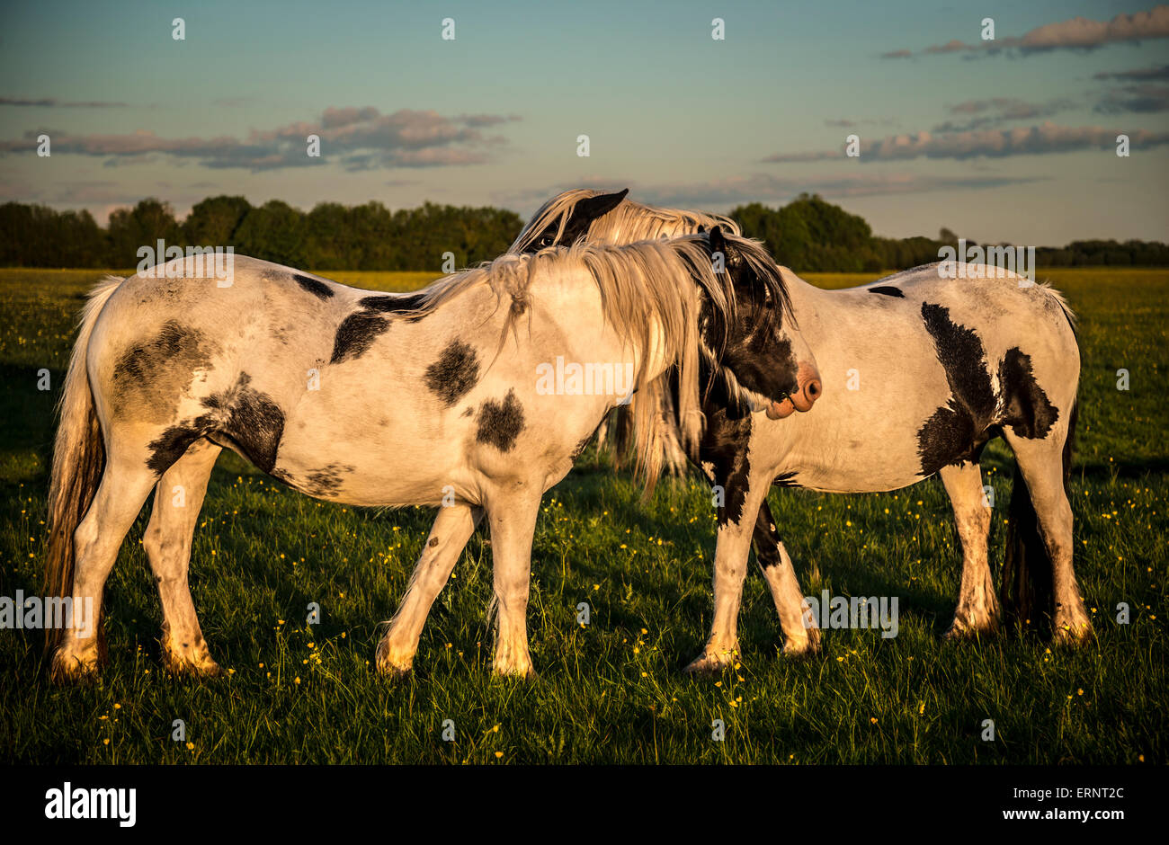Piebald ponies on Port Meadow in Oxfordshire Stock Photo Alamy