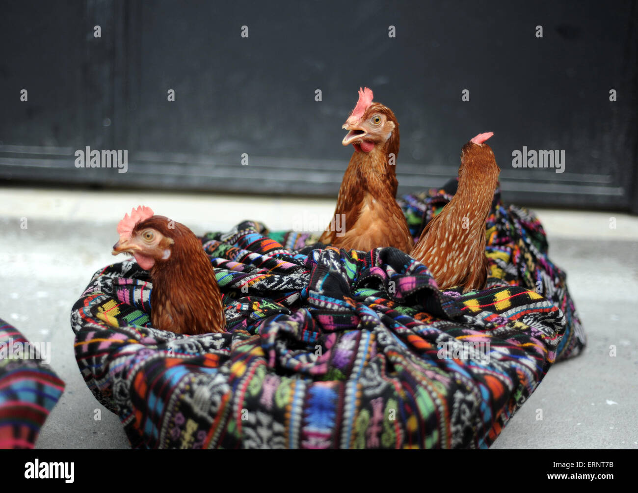 Chicken guatemala rooster hi-res stock photography and images - Alamy