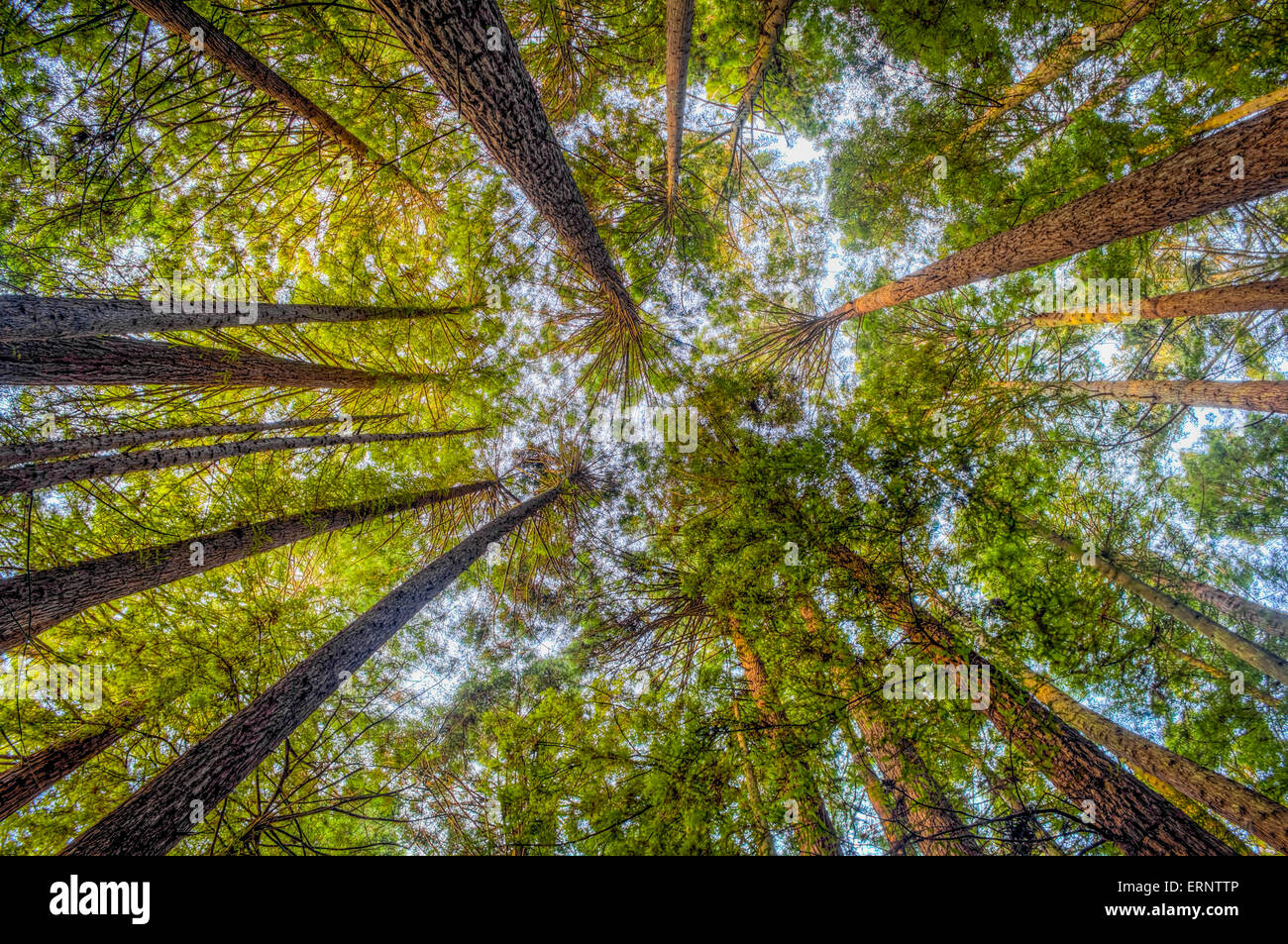 A redwood grove in Northern California, USA. Color image Stock Photo