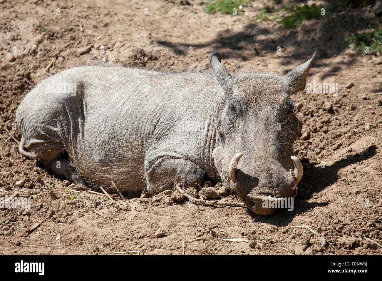 A landscape view of a Common Warthog lying in the sun Stock Photo