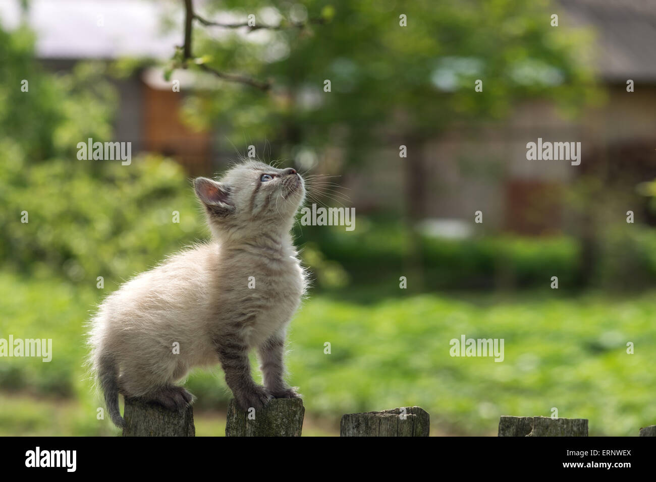 kitten on wooden fence close up Stock Photo - Alamy