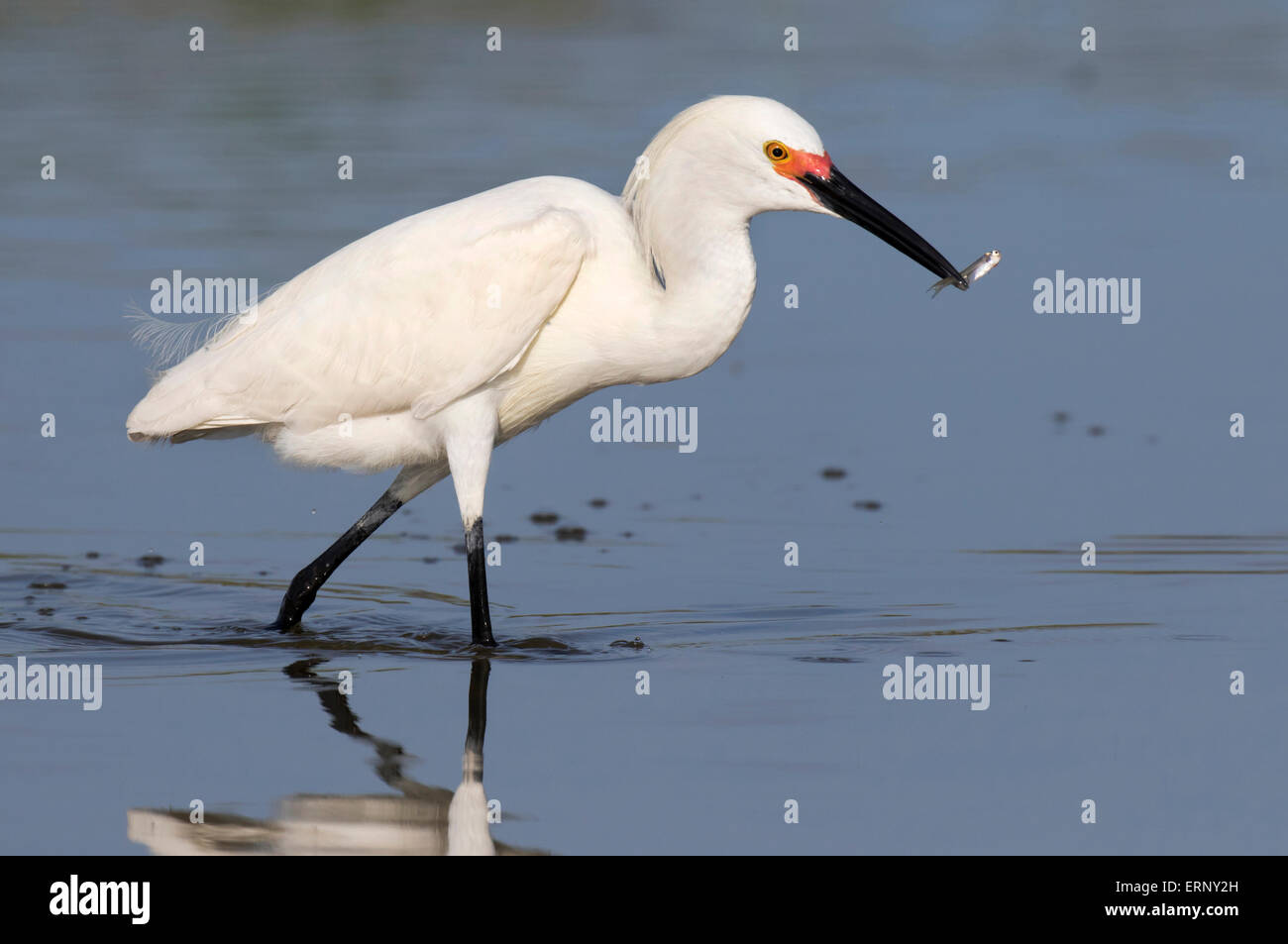 Snowy egret (Egretta thula) fishing in tidal marsh, Galveston, Texas, USA. Stock Photo