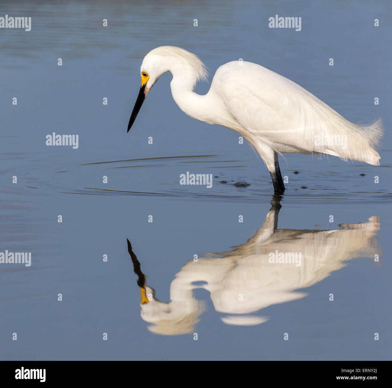 Snowy egret (Egretta thula) hunting in tidal marsh, Galveston, Texas, USA. Stock Photo