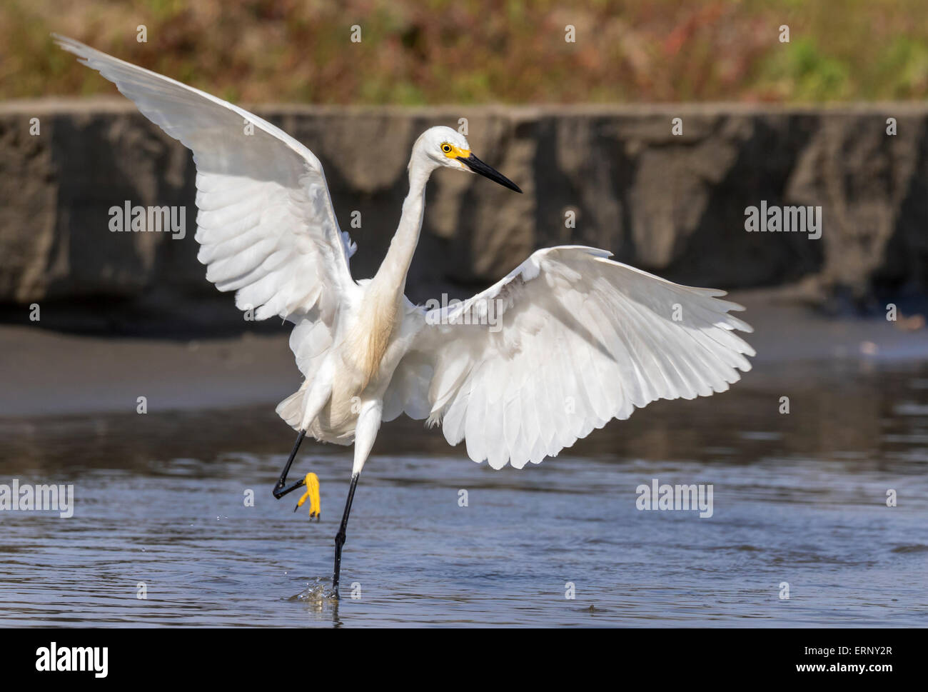 Snowy egret (Egretta thula) hunting in tidal marsh, Galveston, Texas, USA. Stock Photo