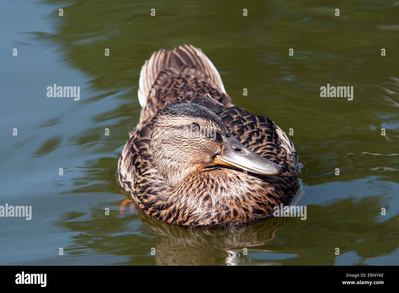 wild duck floating on the water Stock Photo