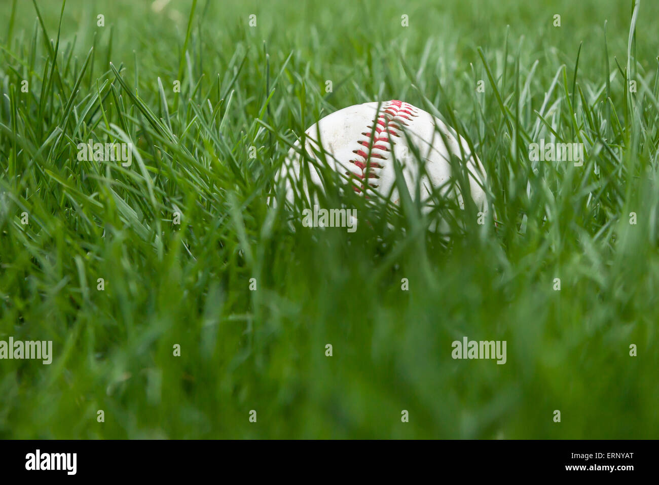 A baseball sits in the grass on a field.  Shallow depth of field Stock Photo