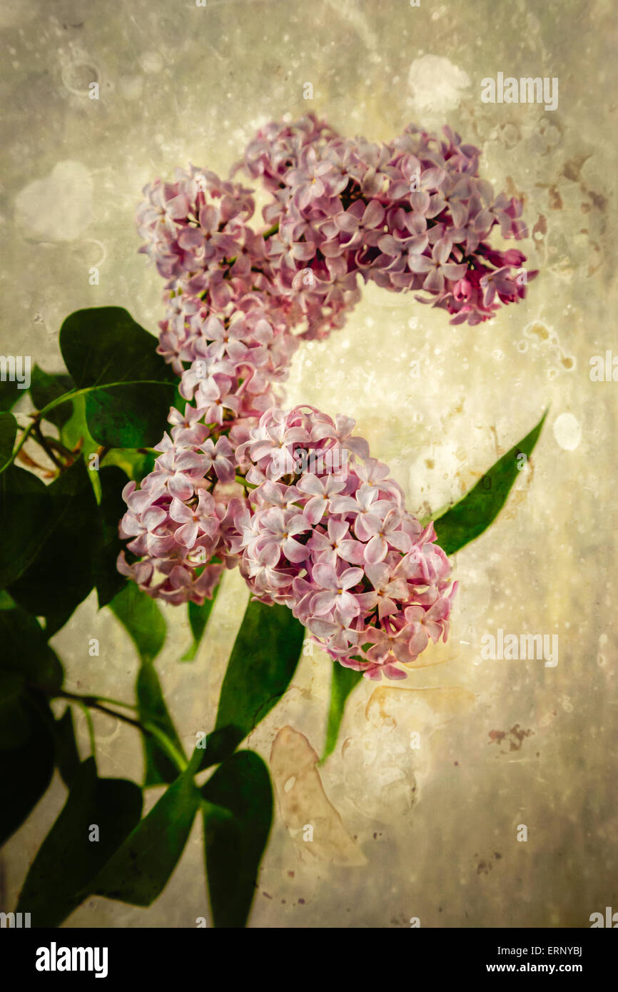 Lilacs pictured against a rustic, vintage looking background. Stock Photo