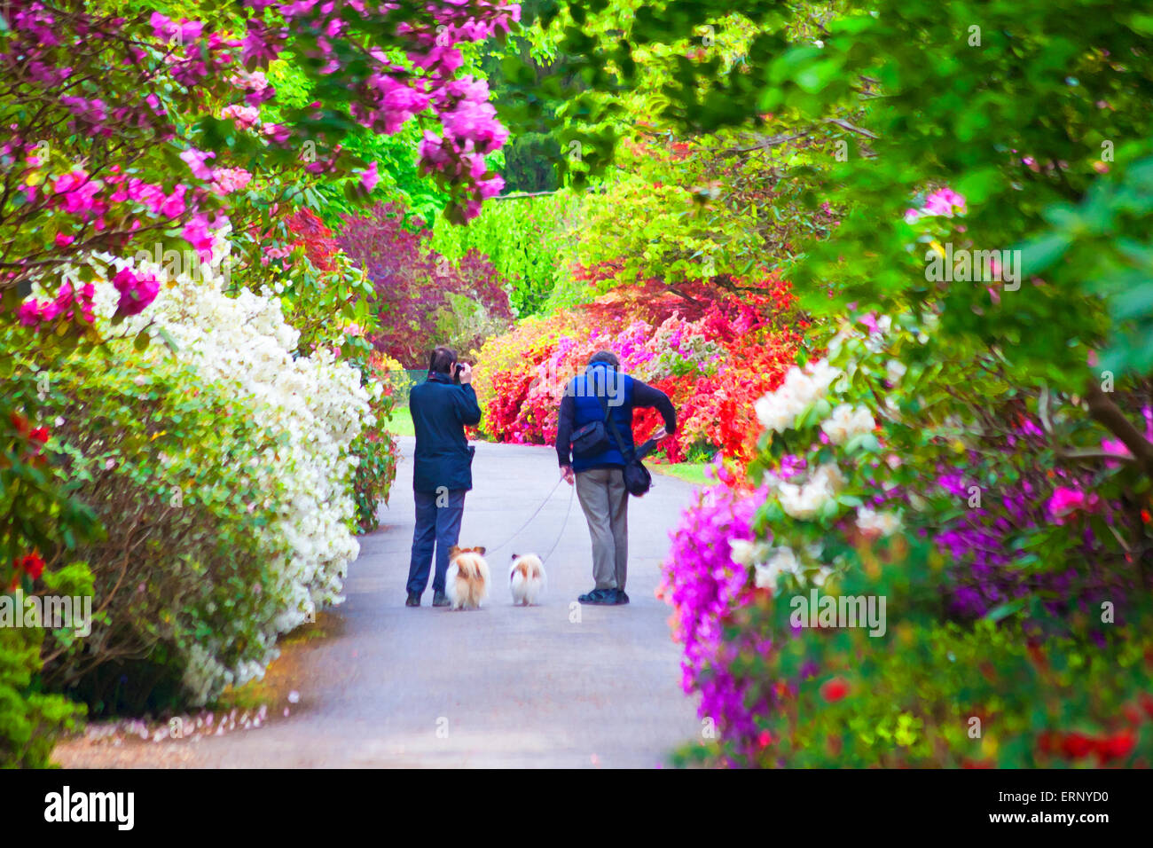 Painterly effect of couple walking with dogs past rhododendrons and azaleas, Exbury Gardens, New Forest National Park, Hampshire UK in May Spring Stock Photo