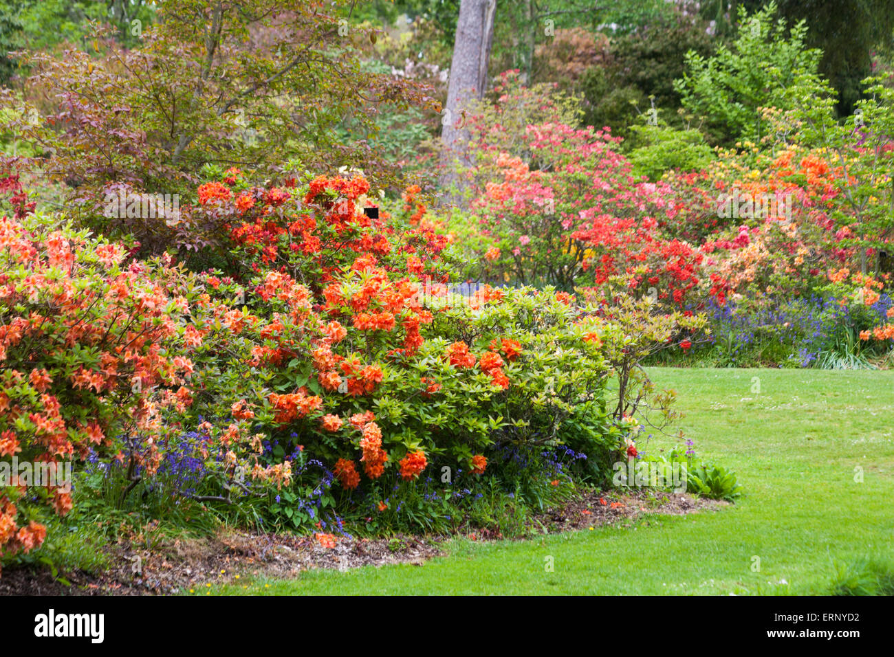 Stunning colourful displays of rhododendrons and azaleas at Exbury Gardens, New Forest National Park, Hampshire, England UK in May Spring Stock Photo