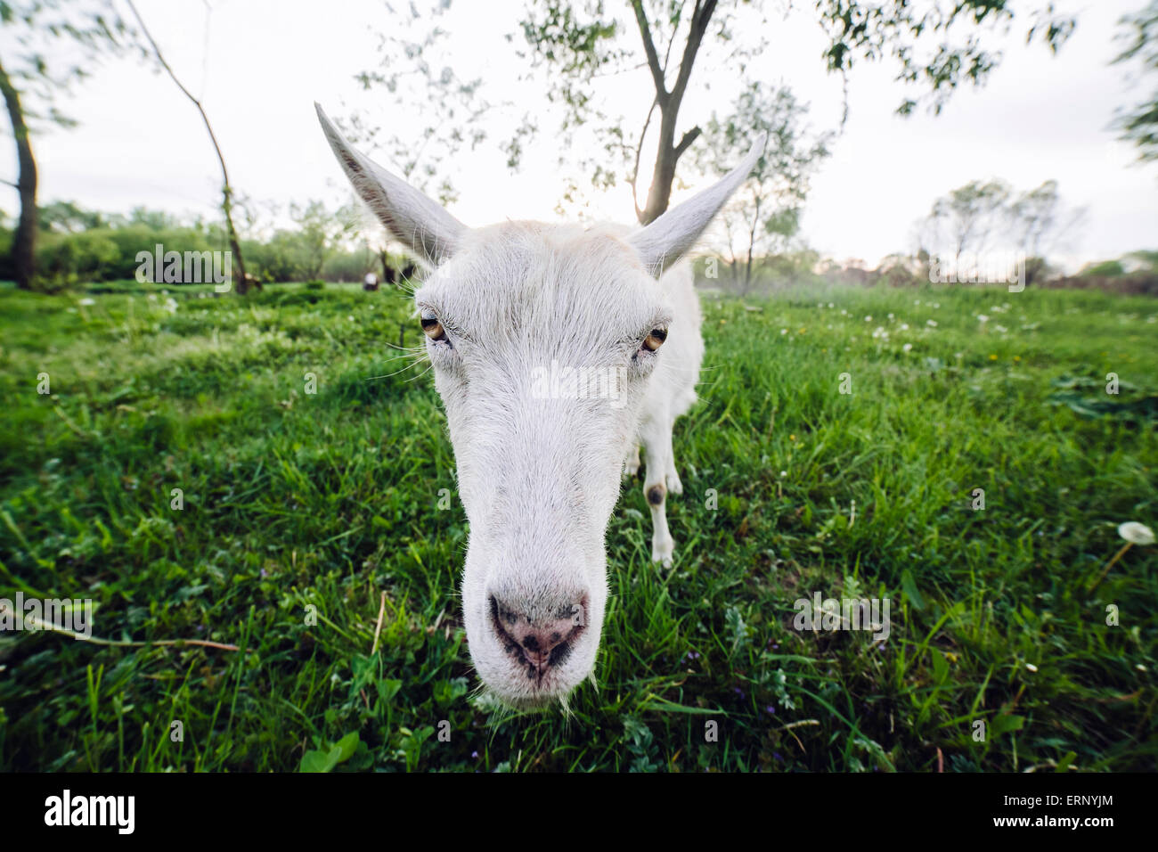Goat looking into the camera Stock Photo - Alamy