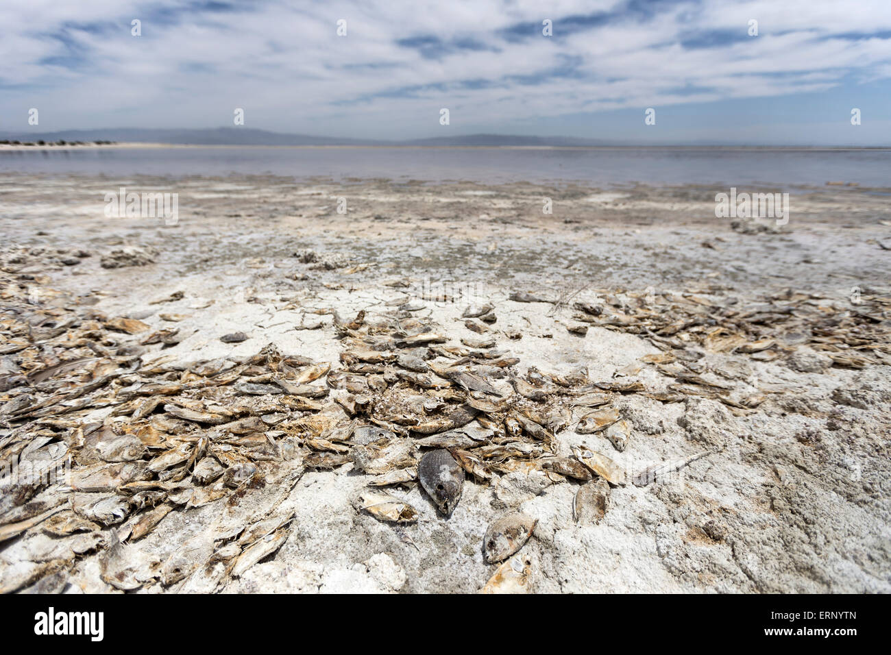 Salton City, California, USA. 04th June, 2015. As California contends