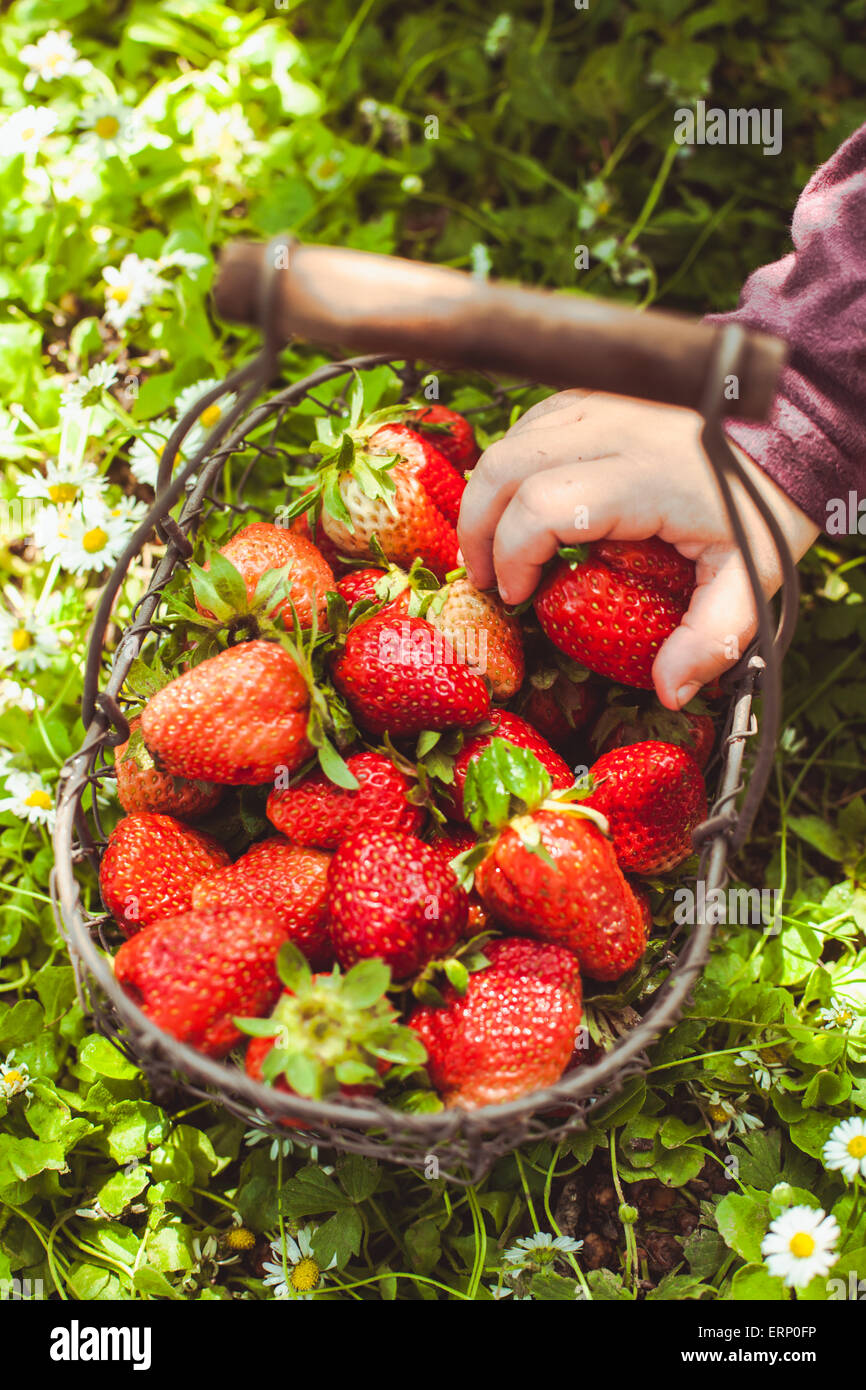 Strawberries farm child hi-res stock photography and images - Alamy