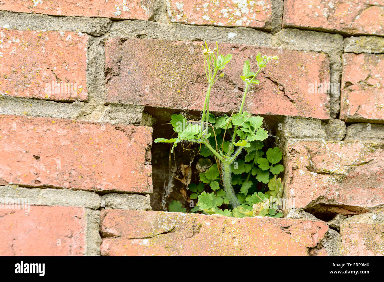 A green flowering plant has started to grow inside a brick wall where