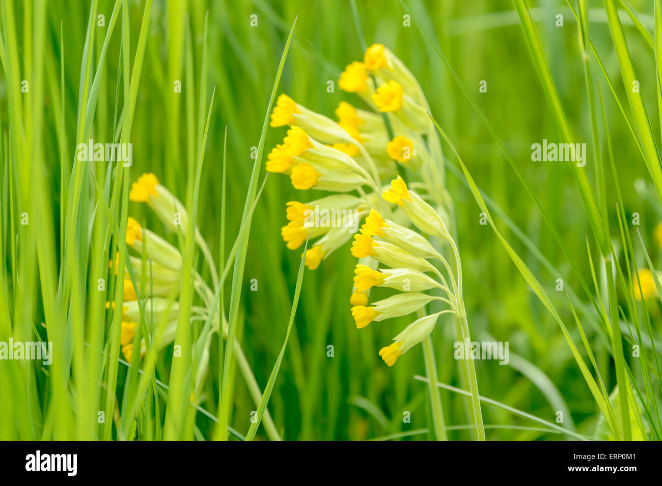 Cowslip (Primula veris). Here seen close up surrounded by green grass on meadow. Shallow depth of field, focus on front flower, Stock Photo