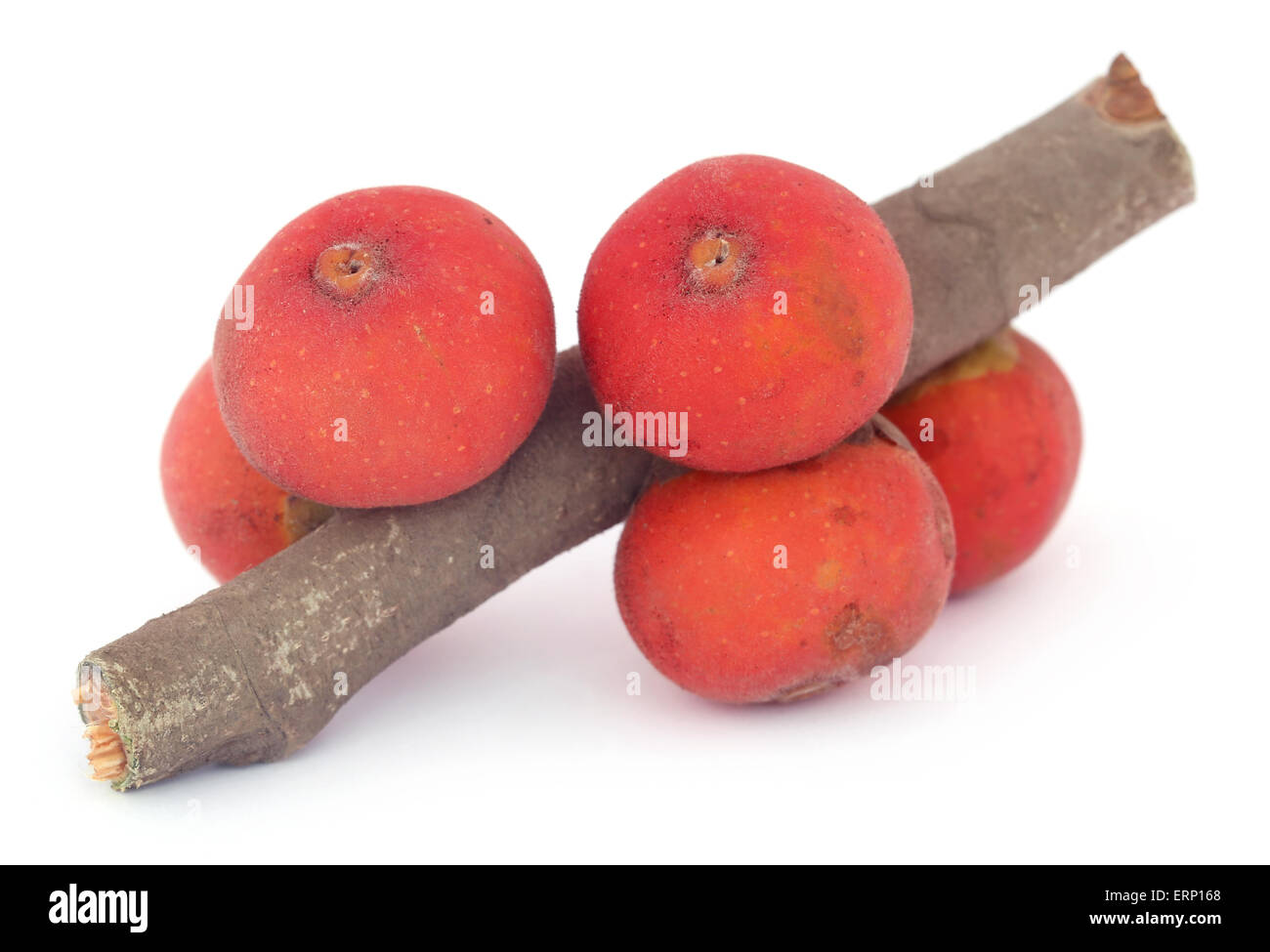 Clsoe up of soem banyan Fruits white background Stock Photo
